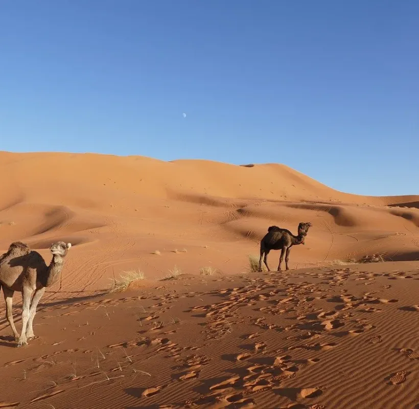 2 Days Tour From Marrakech To Fes Via Merzouga Desert