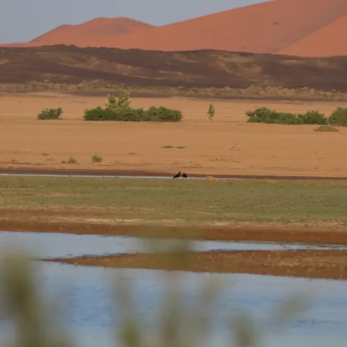 Merzouga_Lake_(12383277085)