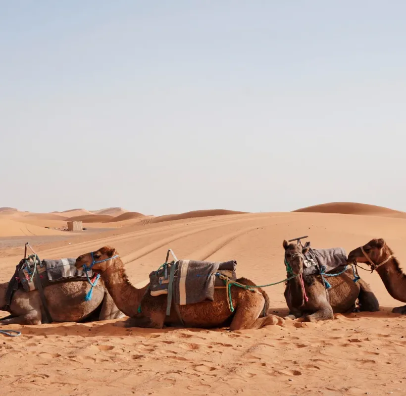 camel-rides-erg-chebbi-morocco